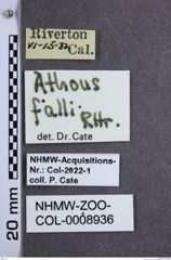 Etiketten zu Hemicrepidius falli (NHMW-ZOO-COL-0008936)